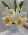 Rlc. Shinaphat Diamond 'Golden Wing',